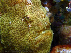 Frogfish in Malapascua, Philippines by John Paul Avila 